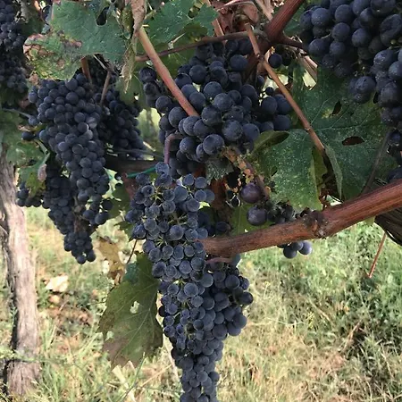 Luxury tent Wine Glamping Le Sedici