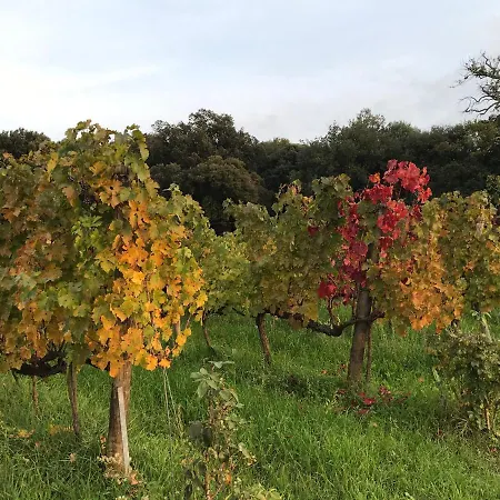 Wine Glamping Le Sedici Luxury tent Massa Marittima
